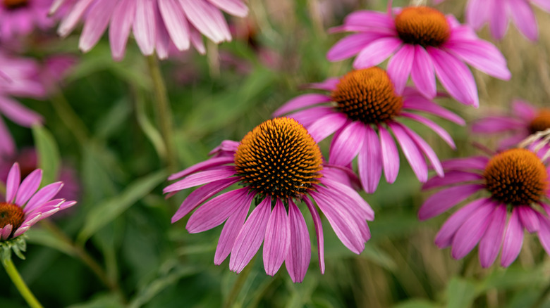 Echinacea flowers 