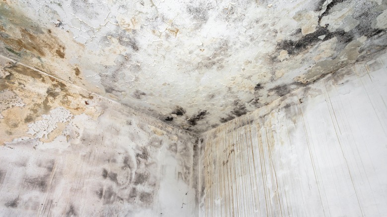 Mold on walls and ceiling