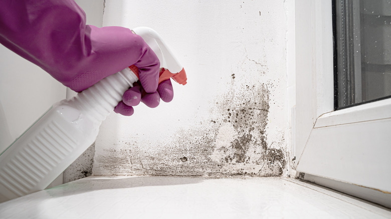 Gloved hand spraying cleaner on moldy wall