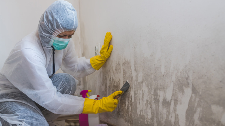 Worker removing mold from walls
