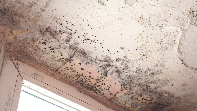 Ceiling covered with mold