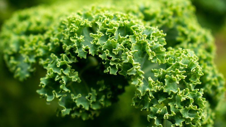 healthy kale