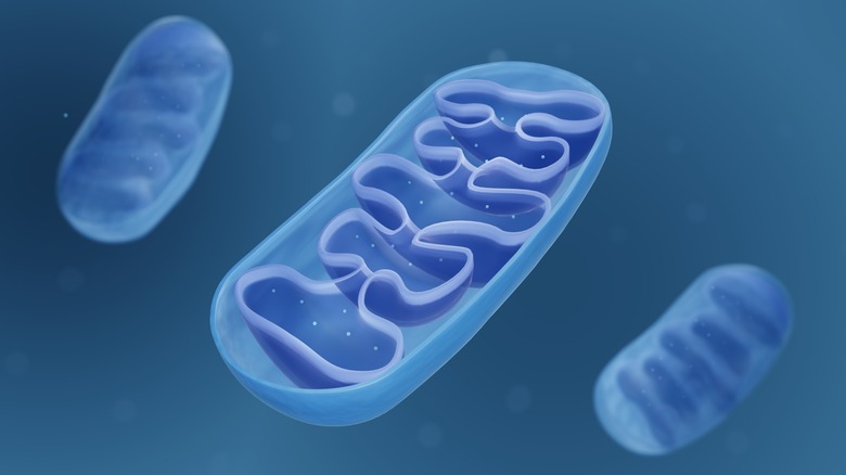 cross-section of mitochondria, showing their structure