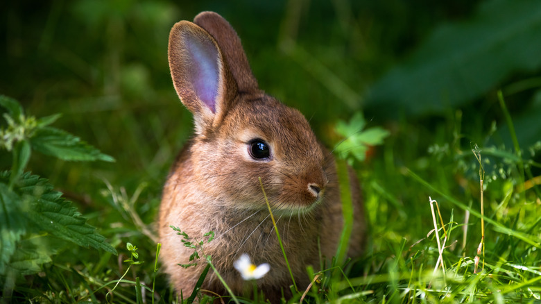 Brown furred rabbit in the grass