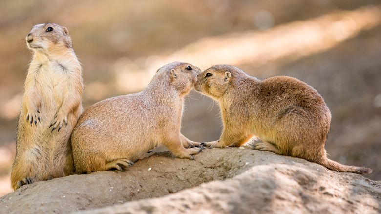 Three prairie dogs in the outdoors