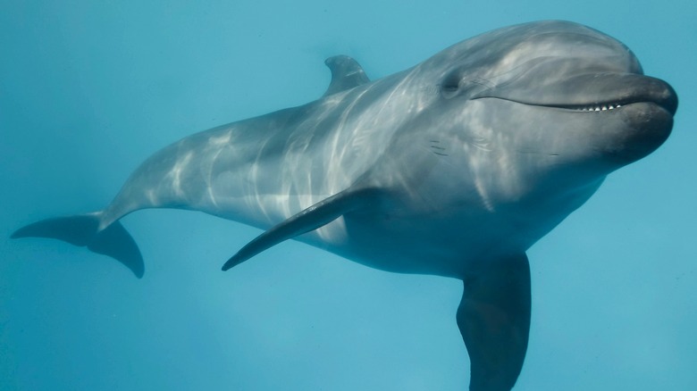 dolphin swimming in water