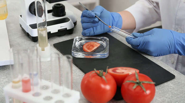 Gloved pair of hands placing tomato tissue sample into test tube in laboratory