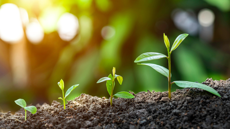 closeup of green seedlings growing