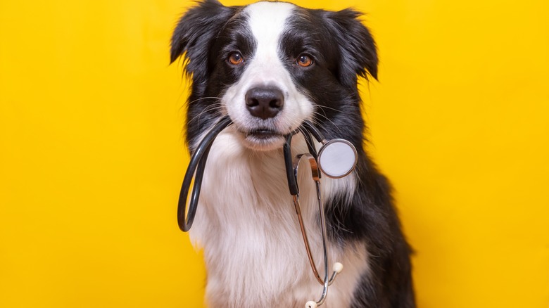 dog with stethoscope in mouth against yellow background