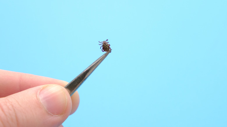 Person holding a tick in a pair of tweezers
