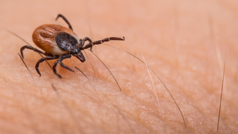 Closeup of a black-legged tick crawling on a person's skin