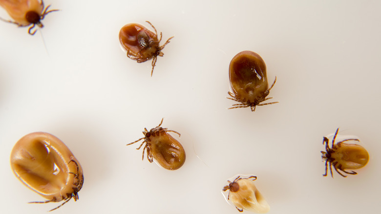 Several black-legged ticks on a white table