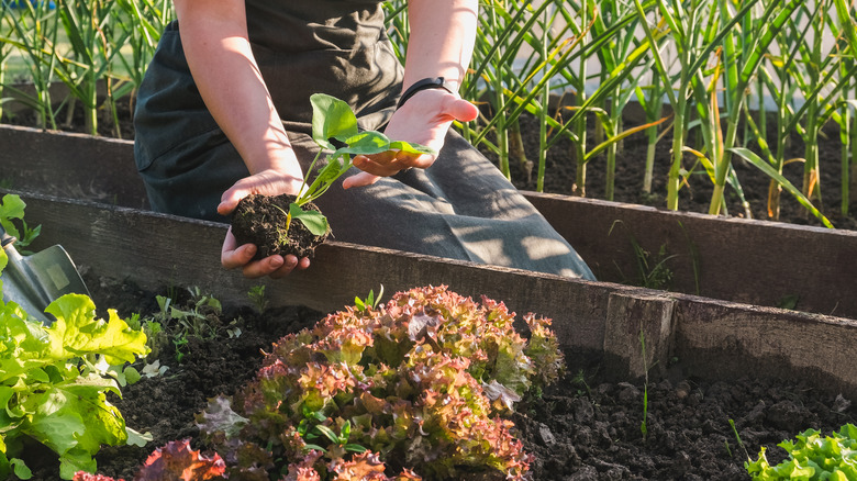 Person gardening, transplanting a small plant