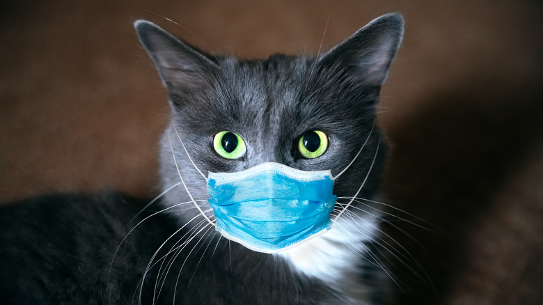 cat with surgical mask on face