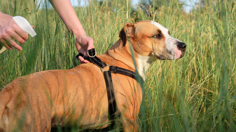 Hand holding spray bottle of tick repellent over dog in tall grass