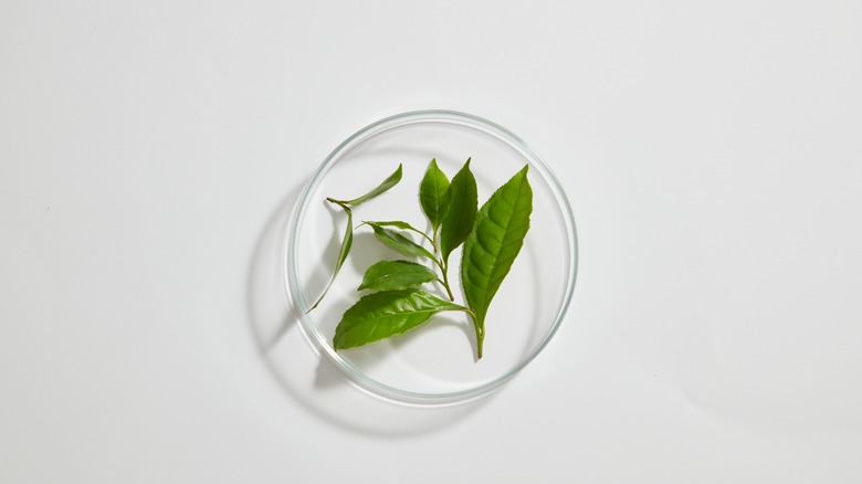Green tea leaves in bowl