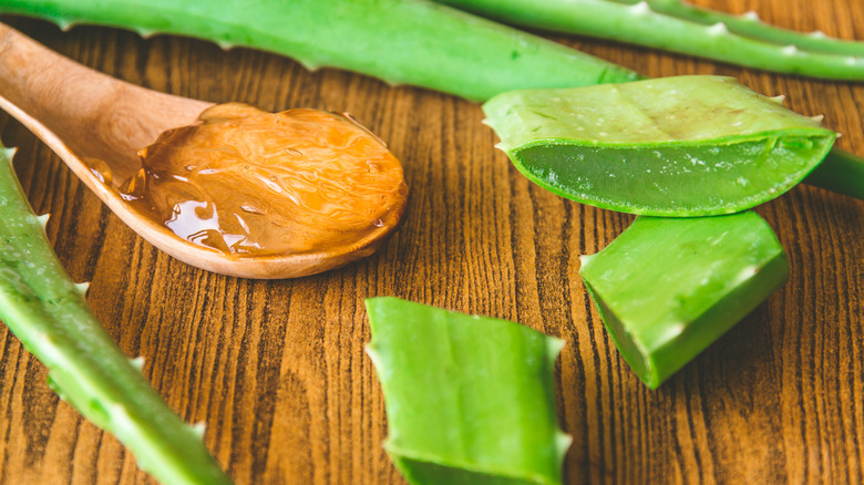 Wooden spoon full of aloe vera gel surrounded by pieces of aloe leaves on a wooden board