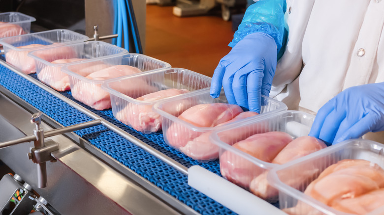 conveyor belt of chicken