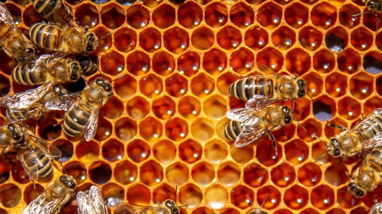 Bees on a honeycomb