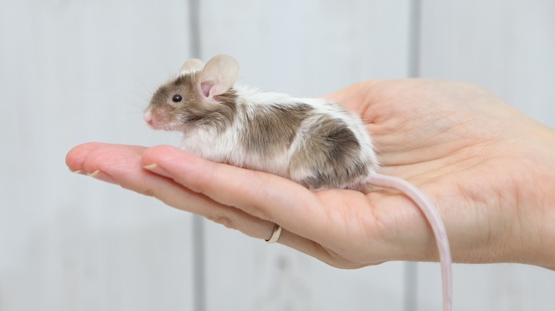 Hand holding mouse