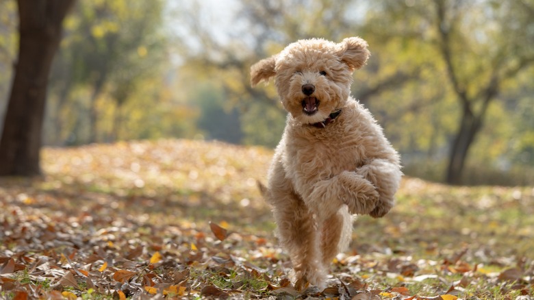 happy goldendoodle puppy running