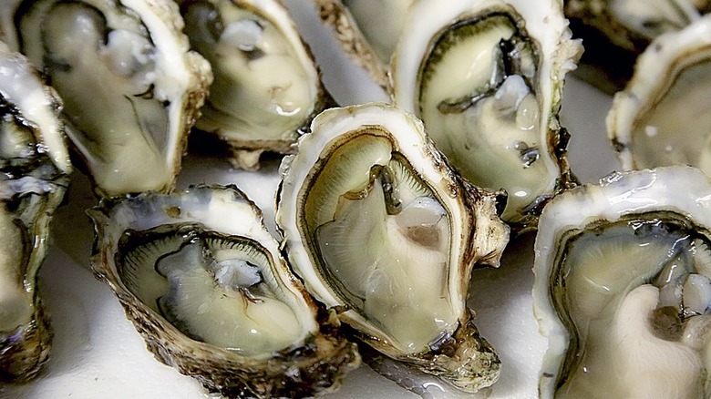 Group shot of raw oysters