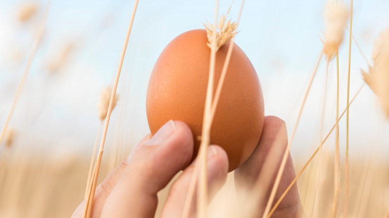 holding an egg in a wheat field