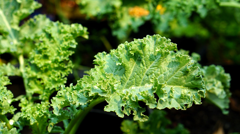 fresh kale leaves