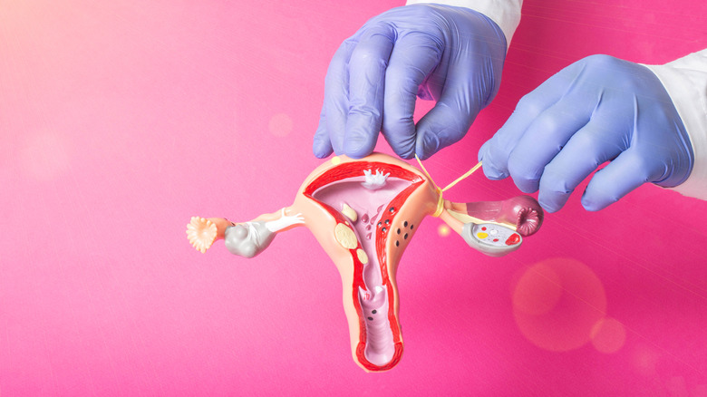 female reproductive diorama 