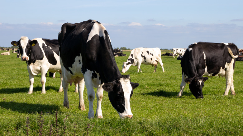 Cows eating grass