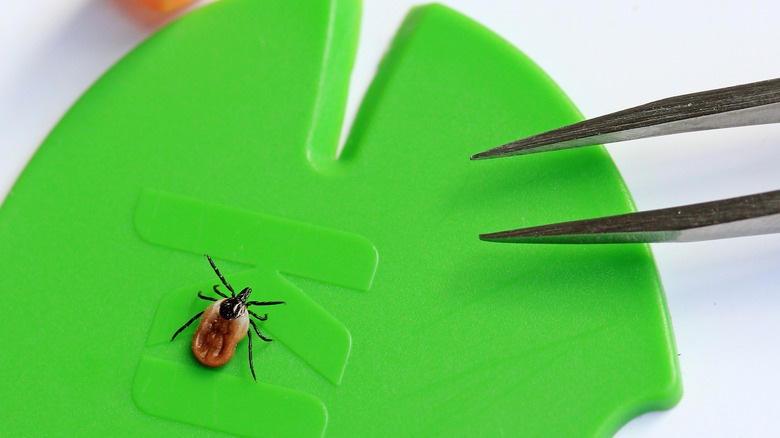 Tweezers for tick removal