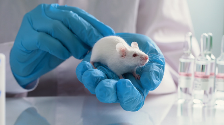 a lab mouse in gloved hands