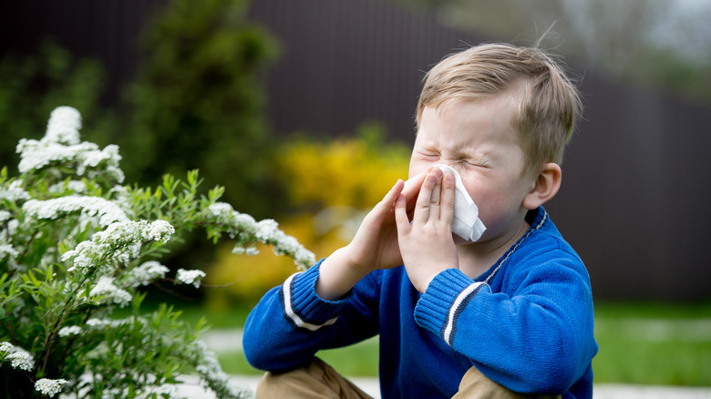 Discovernet Seasonal Allergies Explained Causes Symptoms And Treatments 6304