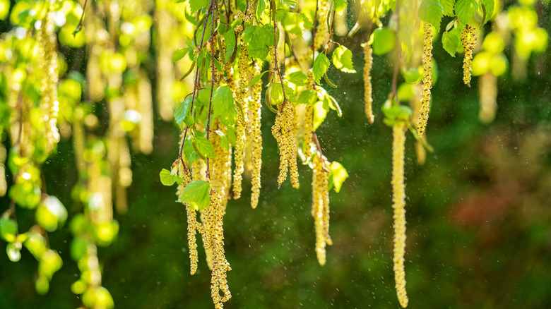 Close up of birch tree