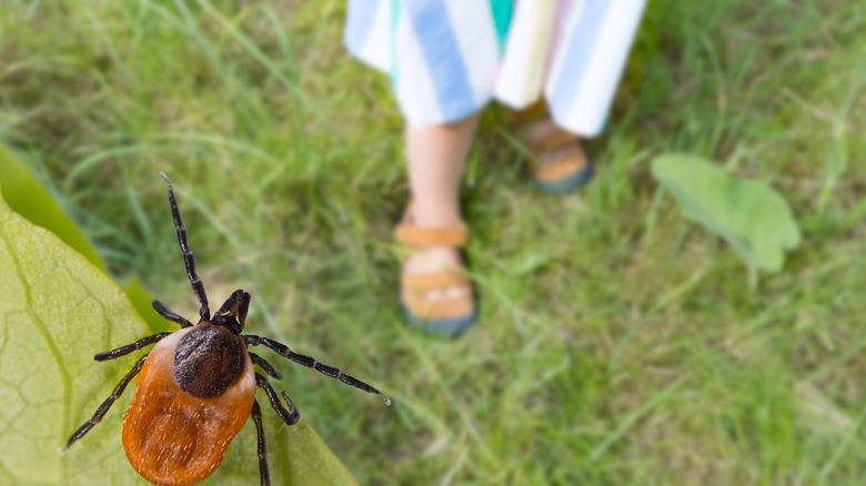 Tick on leaf