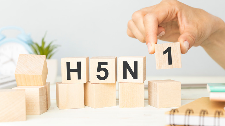 h5n1 on blocks