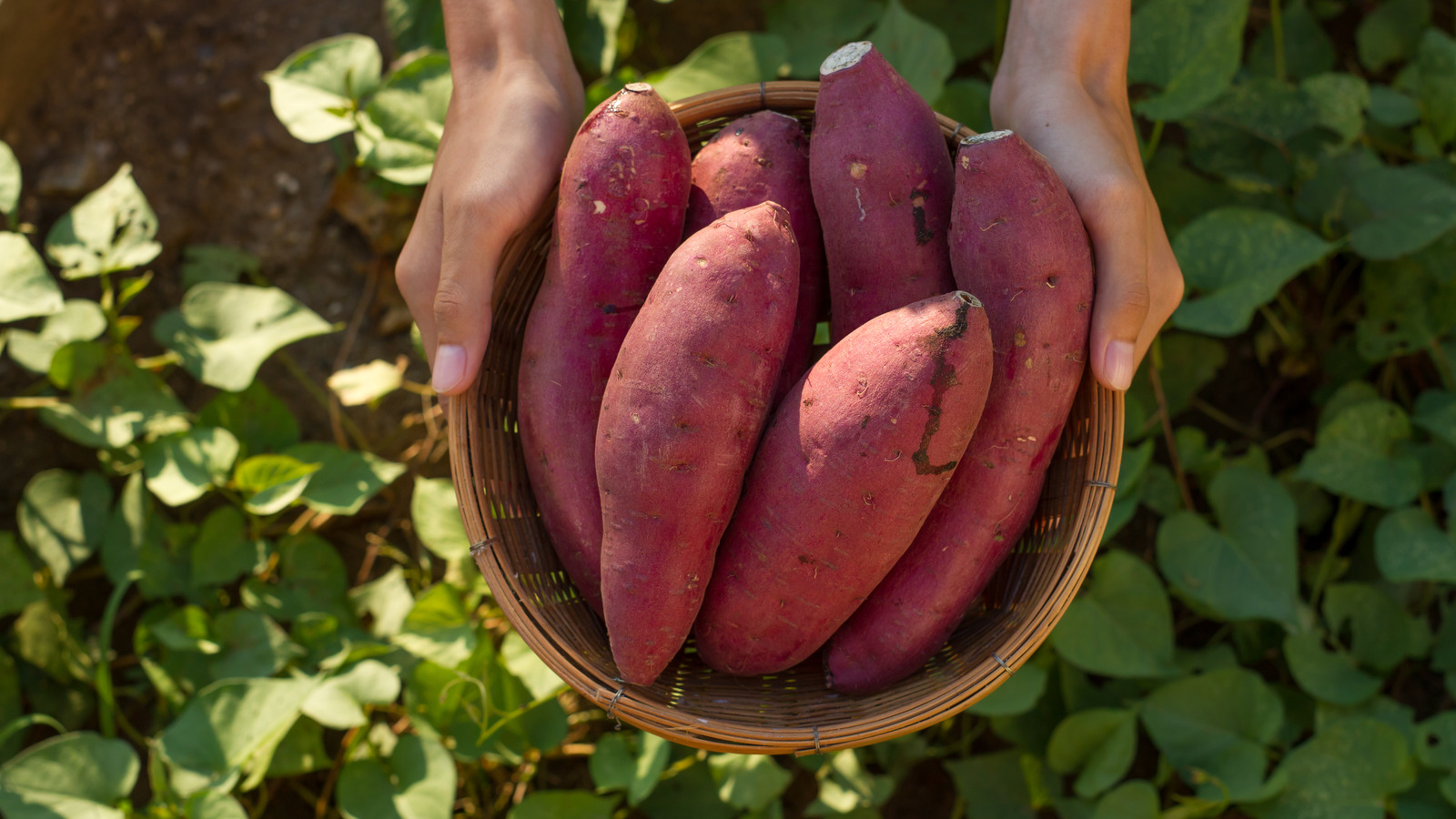 Should You Really Be Eating The Skin Of Sweet Potatoes 