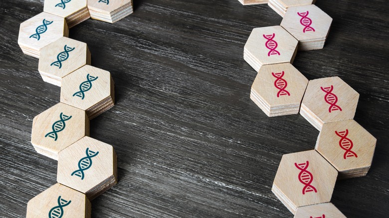 Wooden hexagonal DNA models