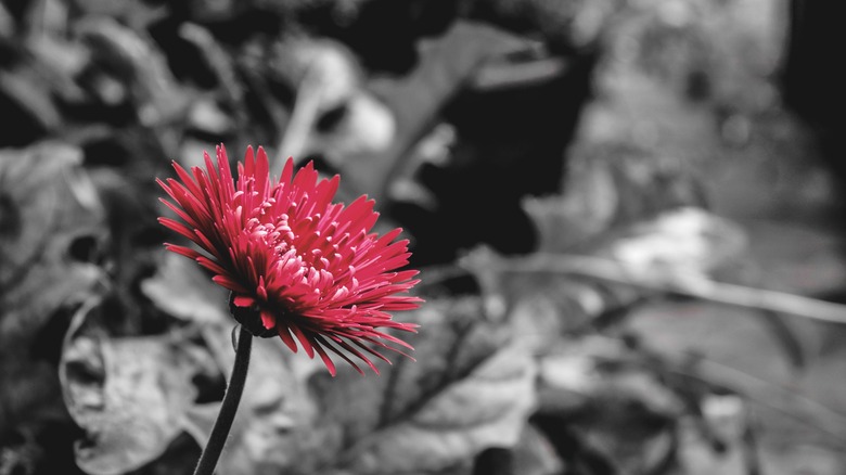 Faded red flower on black and white background