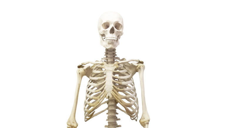 human skeleton against white background