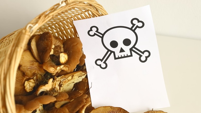 Sign of poisonous mushrooms in basket