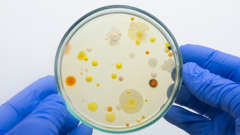 hands holding petri dish with bacteria