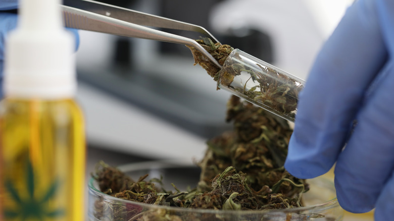 marijuana examined in a lab