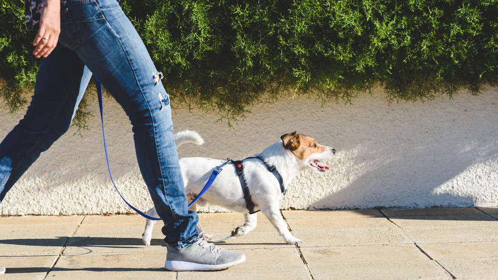 A person walking with dog