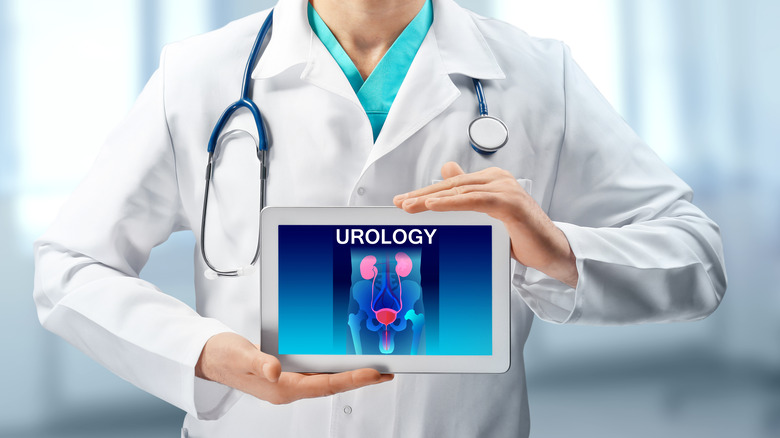 Doctor holding urology diagram