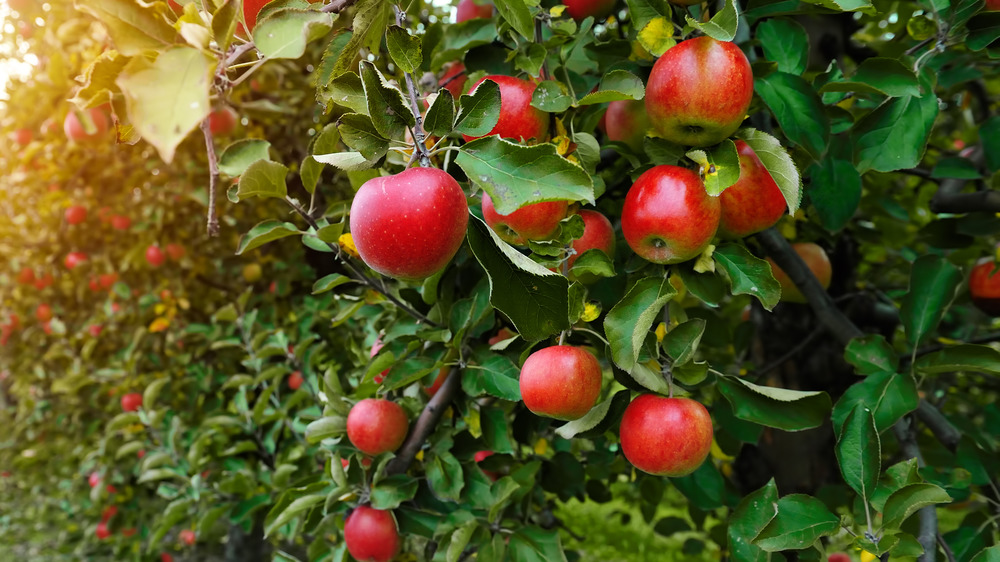 apples growing on tree