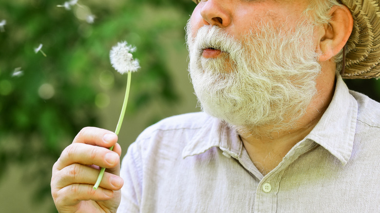 Man blowing a weed - pollen on beard concept