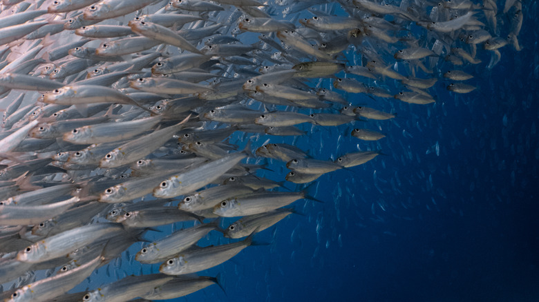 School of sardines in the ocean