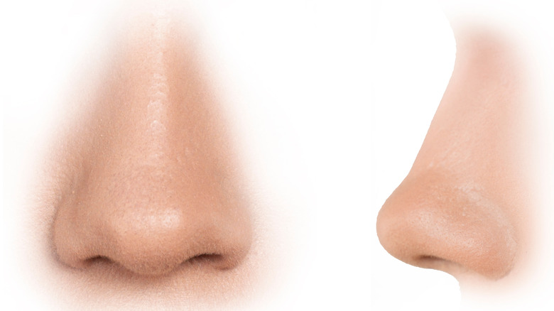 Close up of two noses