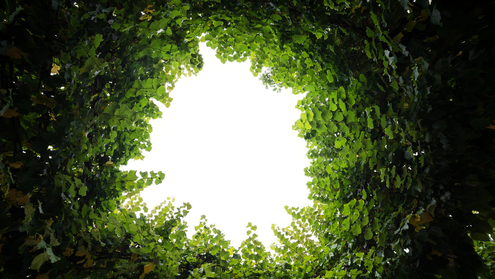 greenery with opening in middle to the sky